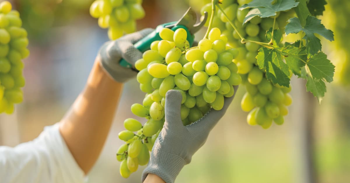 los mejores vinos chardonnay en Aragón
