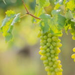 Uva macabeo: una uva y unos vinos por descubrir 5 uva macabeo Bodegas Salas zaragoza uva verde destacada rama