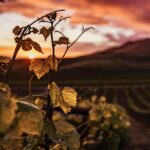 Pintemos todo de color de rosa 8 vino rosa reflexión bodegas salas