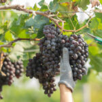 Esta tierra es Aragón 5 vendimia en aragón persona recogiendo uva bodegas salas
